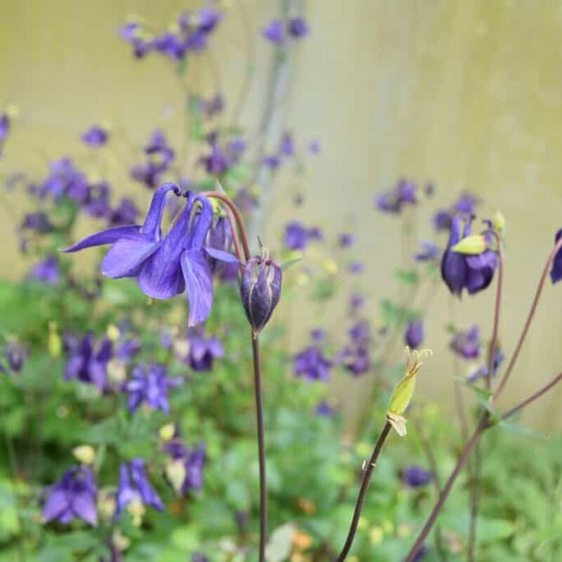 Aquilegia vulgaris ---